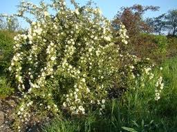 Image result for Tacazzea rosmarinifolia