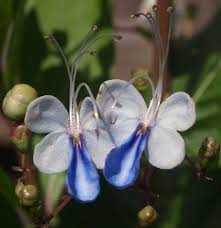 Image result for Rotheca wildii