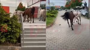 16 (incinta centrului de afaceri vaslui, parter, birou nr. Trei Cai Liberi In Calduri Au Facut Prapad Pe Strazile Din Vaslui Cum Au Ajuns In Centrul Orasului Video Mobile
