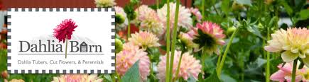 We did not find results for: Farm Direct Dahlias Perennials Dahlia Barn