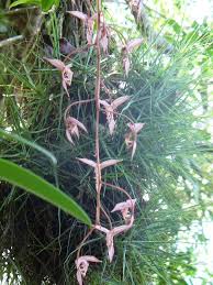 Gongora Quinquenervis Orchid Orquidea