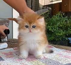 10 baka kucing paling cantik. Kuncup Selepas Dimandikan Anak Kucing Kembang Semangkuk Raih Perhatian Bicara Minda