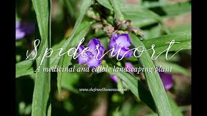 We did not find results for: How To Grow And Care For Spiderwort Happy Diy Home