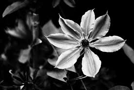 When discussing low and high contrast photography, photographers must also understand the techniques they can use to get a low or high contrast, both in a photo's composition and editing. Flower 7 High Contrast Bw Nature Life Made With Panas Flickr