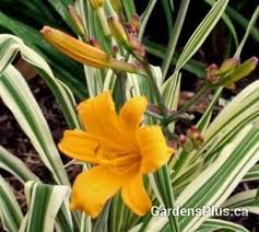 Contributed butterfly weed is a good companion plant with. Golden Zebra Gardens Plus