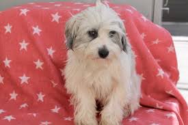 Maybe you would like to learn more about one of these? Los Angeles Ca Havanese Meet Chad A Pet For Adoption