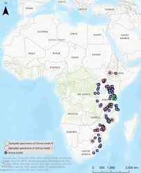 Image result for Ochna holstii