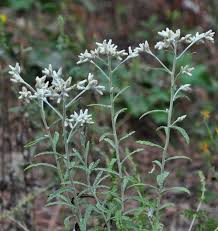 Image result for Allophylus tanzaniensis