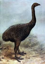 Birds That Cannot Fly In India Baby Snatching Eagle Is Part Of A Long Tradition Of Cryptozoological Bird Mayhem Extinct Animals Extinction Extinct Birds
