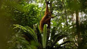 Check spelling or type a new query. Palmol Plantagen Statt Dschungel Orang Utans Auf Borneo Bedroht Rote Liste Br Wissen