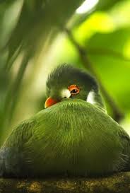 Yellow Bird With Spiky Hair Green Bird Beauty By Lars Clausen Green Bird