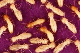 My lease says that the home was bug free when they moved in and if the pest control company determines that there is a new infestation caused by their dirty living habits, then they are responsible for the cost of the. Termites In Your Rental Responsibility And Treatment Rent Blog