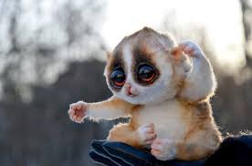 Последние твиты от cute animals (@justcutemsgs). 13 Cute Animals With Big Eyes Looking So Cute Big Eyed Animals Jessica Paster