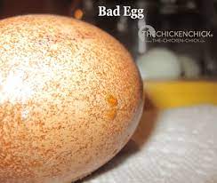 It's pretty easy to pinpoint which could be rotten. Bad Egg In The Incubator A Ticking Time Bomb The Chicken Chick
