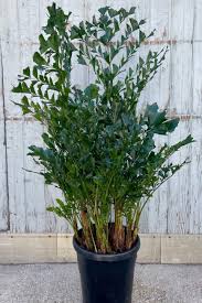 Image result for Caryota