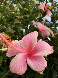 Weeping hibiscus trees near meshow all. Lukas Nursery ×'×˜×•×•×™×˜×¨ Rare La France Weeping Hibiscus Tree Featuring Profuse Pink White Flowers Along Beautiful Weeping Stems Http T Co Y3psxqjcb7
