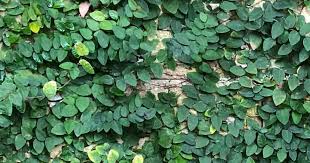 We did not find results for: Ficus Pumila Care How To Grow Creeping Fig Plants