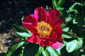 And hybrids) are commonly grown outdoors, but they can. How To Grow Peonies Flower In Containers Growing Peony Flower