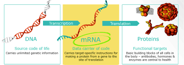 The company is engaged in the therapeutic development of messenger ribonucleic acid (mrna). Tm2016252 23 424b4 None 46 55952s