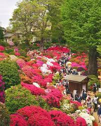 Photo By Japantravelplanet This Picture Was Taken During The Bunkyo Azalea Festival At Nezu Jinja The Festival Azalea Festival Japan Vacation Japan Travel