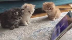 Yavru Kedi Videolari Izle Izlesene Com