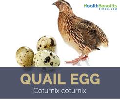 quail facts and health benefits