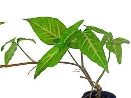 Image result for Syngonium podophyllum