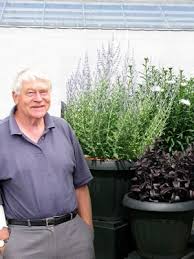 Image result for Perovskia atriplicifolia lacey blue lisslitt photo