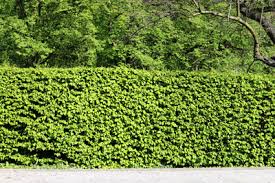 June 28 at 2:00 pm ·. Schmale Hecke Als Sichtschutz 6 Immergrune Heckenpflanzen Gartendialog De