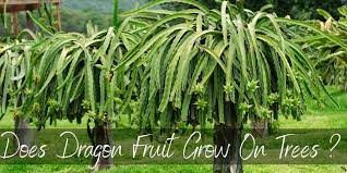Check spelling or type a new query. Does Dragon Fruit Grow On Trees You May Be Surprised Foodiosity