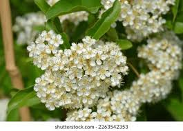 Image result for Pyracantha coccinea golden charmer