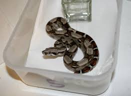 A Little Baby Boa Constrictor Imgur