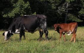 Fern Hill Cattle For Sale