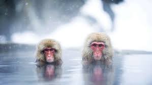 But the monkeys can easily survive without it and seem to use the onsen more for comfort. How Snow Monkeys Enjoy The Winter In Hot Springs Cgtn