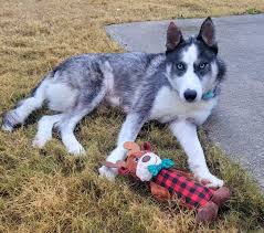 Two by Two Animal Rescue