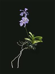 Image result for Vanda coerulea