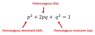 The frequency of two alleles in a gene pool is 0.19 (a) and 0.81(a). The Hardy Weinberg Equations And How To Use Them