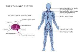 The lymph nodes in the neck have historically been divided into at least six anatomic neck lymph node levels for the purpose of head and neck cancer staging and therapy planning. What Do Normal Lymph Nodes Feel Like