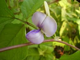 Image result for Fabaceae subfamily Papilionoideae