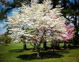 The scientific name for this type is cornus florida. Cherokee Princess Dogwood Tree For Sale Online The Tree Center