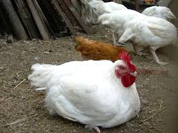 Meter persegi kepada kaki persegi penukar mudah tukarkaki persegi (ft2) kepada (m2) dengan alat dalam talian mudah ini. Bagaimana Jika Pakan Ayam Jatuh Ke Kaki Mereka