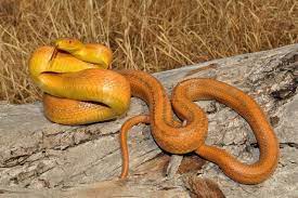 South Florida Yellow Rat Snake Elaphe Obsoleta Quadrivittata Rat Snake Snake Reptiles And Amphibians