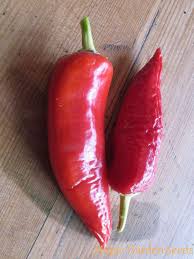 Hot peppers capsicum annuum : Hungarian Hot Wax Banana Pepper Capsicum Annuum Organic The Good To Know Seeds A Z Seed Catalog C Samen Saatgut