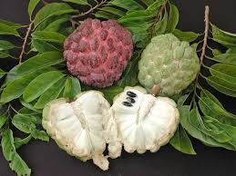 Image result for Annona squamosa