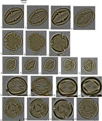 Image result for Sarcophrynium brachystachyum