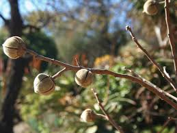 Image result for Azanza