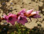 Image result for Dierama formosum