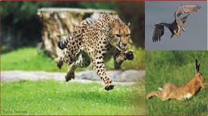 Top 10 Fastest Animals In The World Some Mammals Birds And Fish Are Most Animals Animals Of The World Mammals