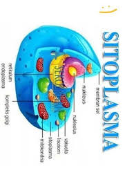 Membran sel dinding sel plasmodesma vakuola tonoplas. Gambarkan Sel Hewan Berserta Organel Organel Nya Brainly Co Id