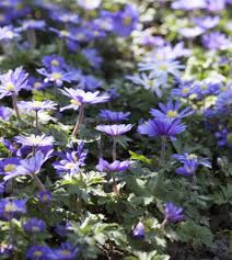 Image result for Anemone transvaalensis